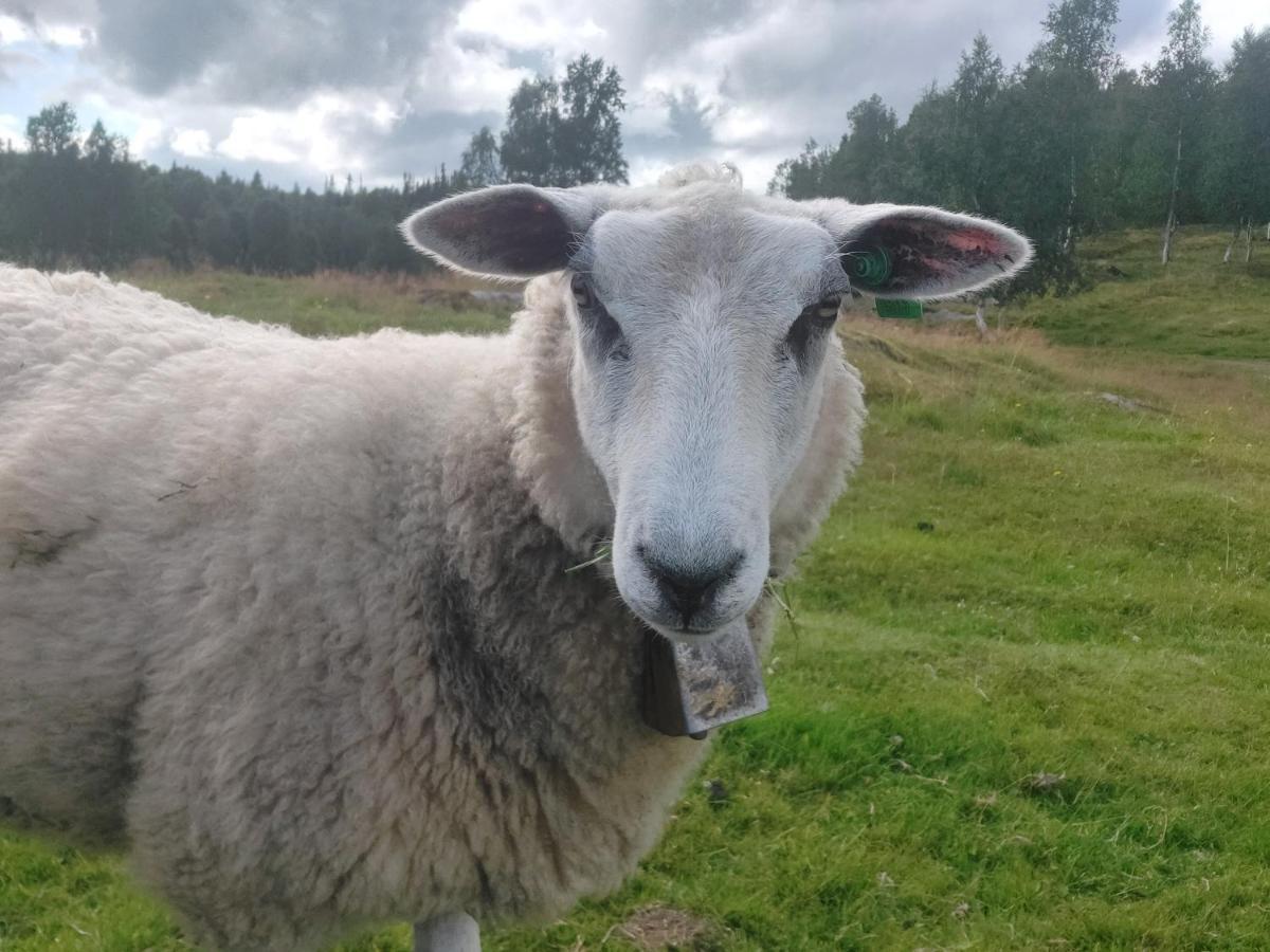 Villmarksgard Tommerstue Hattfjelldal Luaran gambar
